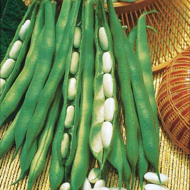 Haricot nain Lingot suisse blanc - Bakker