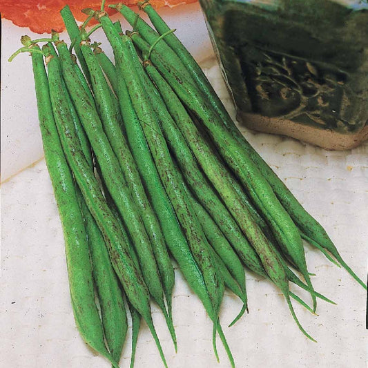 Haricot nain fin Triomphe De Farcy - Bakker