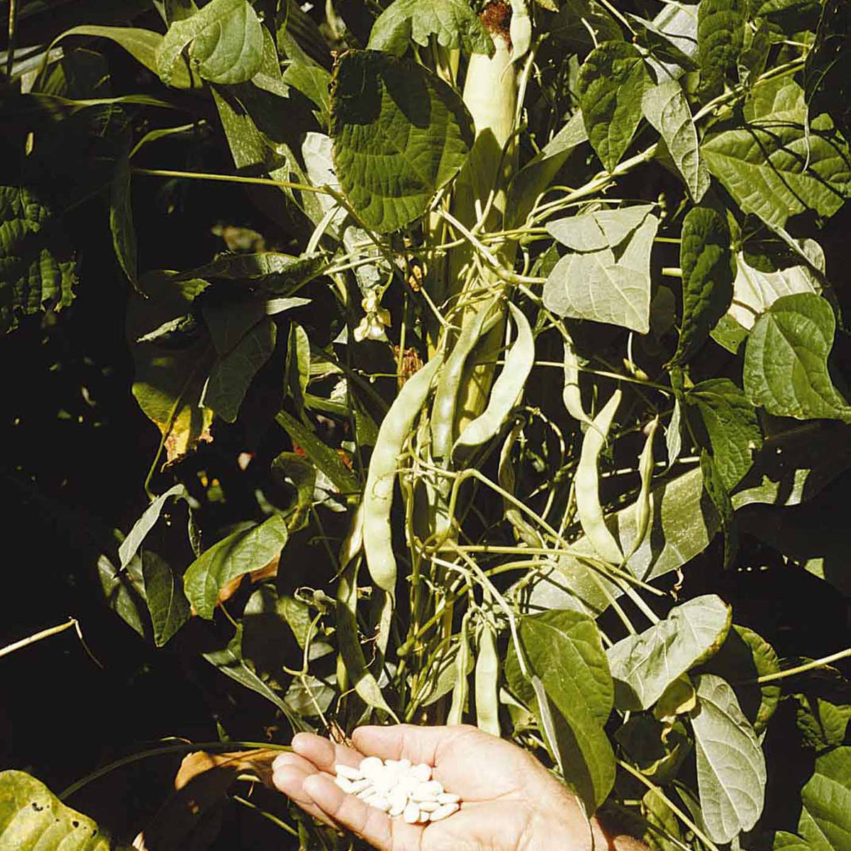 Phaseolus vulgaris haricot maïs type tarbais - Haricot à rames Haricot Maïs type tarbais - Graines de haricots