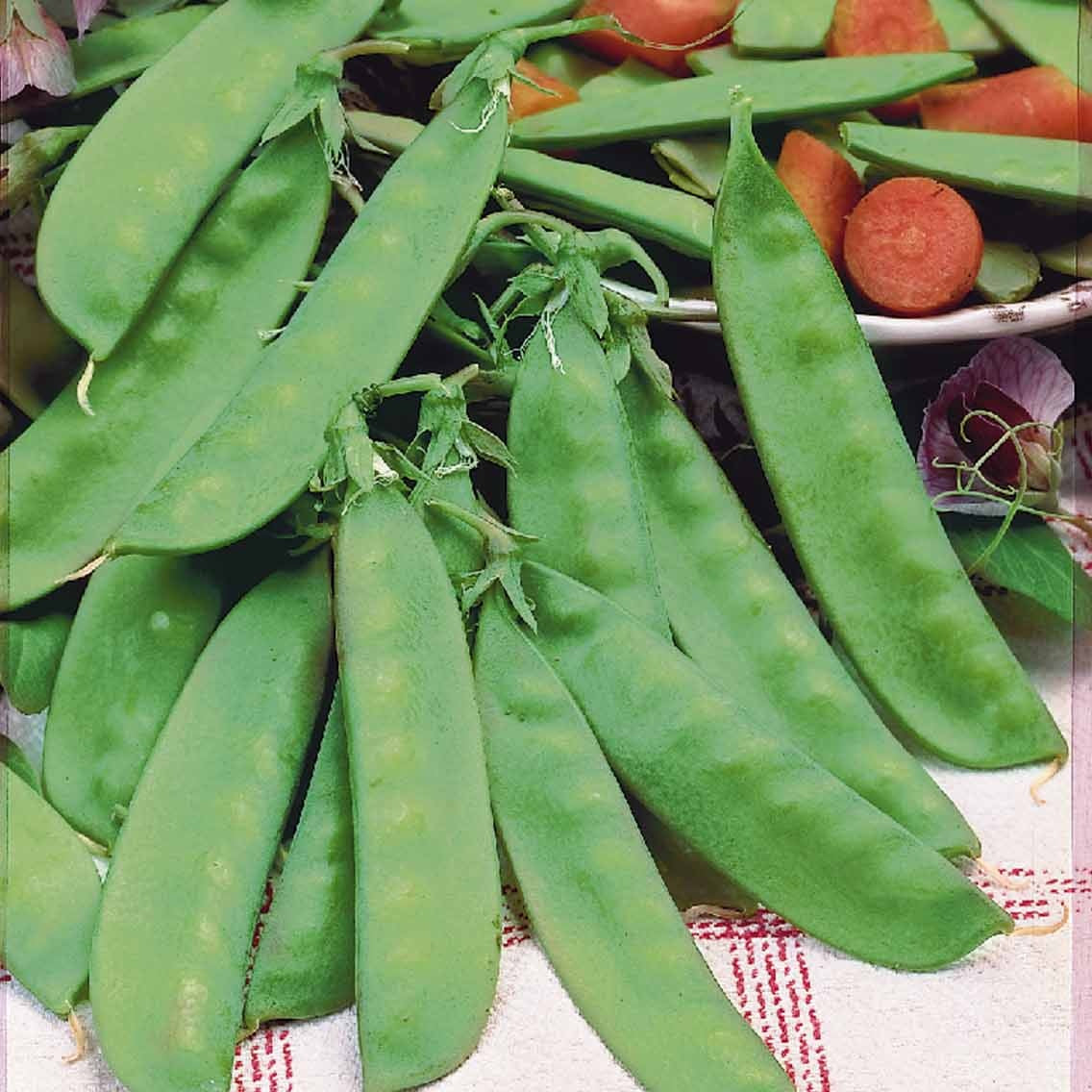 Pois à rames mangetout Corne de Bélier - Pisum sativum corne de bélier - Bakker