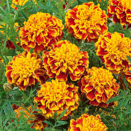 Oeillet d'Inde Honeycomb - Bakker