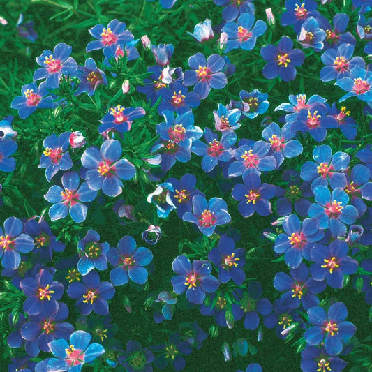 Gentiane bleue - Bakker