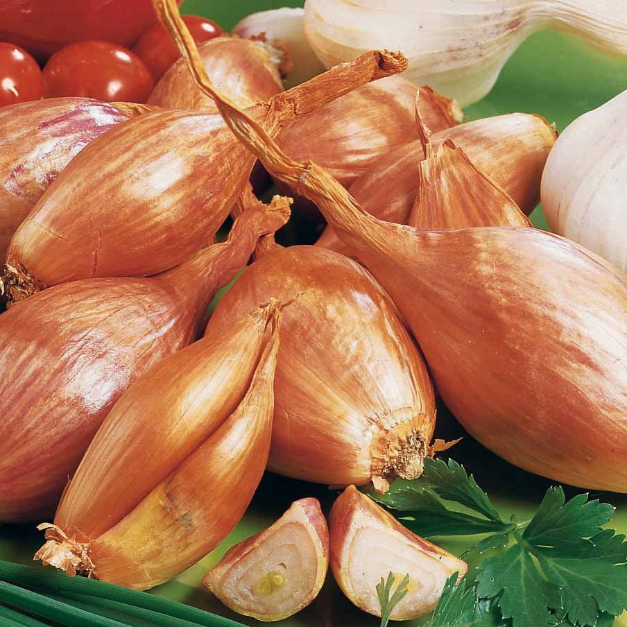 Echalote Jermor type cuisse de poulet - Allium ascalonicum jermor - Bakker