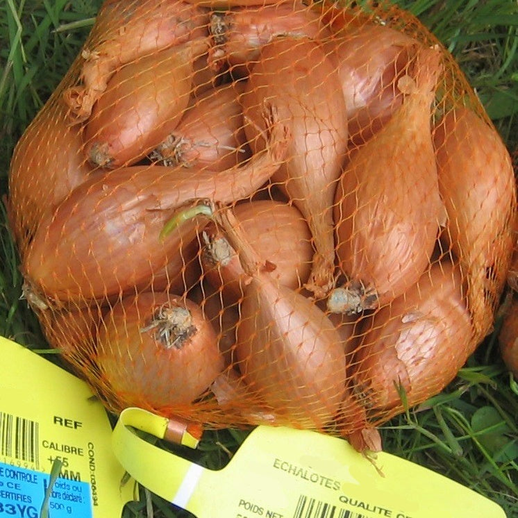 Allium ascalonicum jermor - Echalote Jermor type cuisse de poulet - Bulbes d'oignons