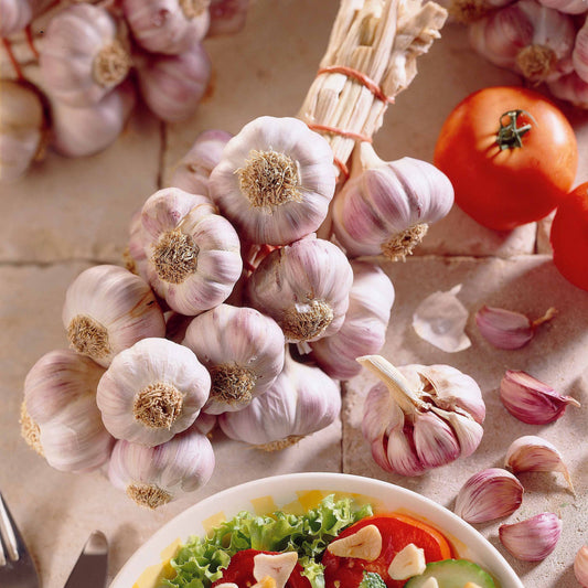 Ail violet Germidour - Bakker