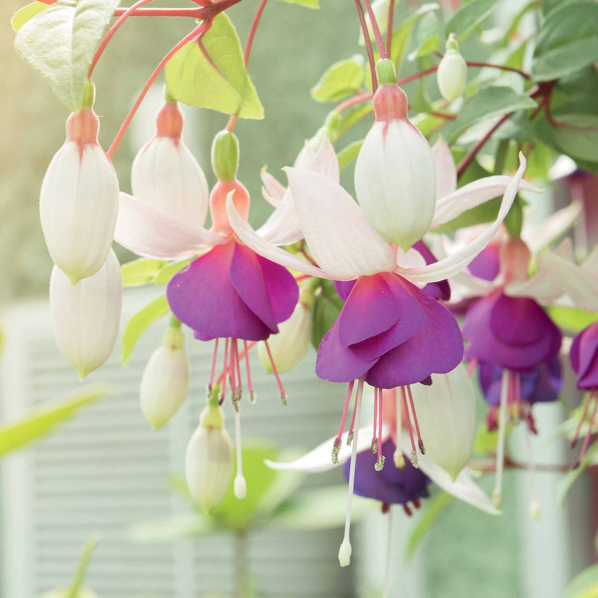 3 Fuchsias résistants au gel Blue Sarah - Fuchsia blue sarah - Bakker