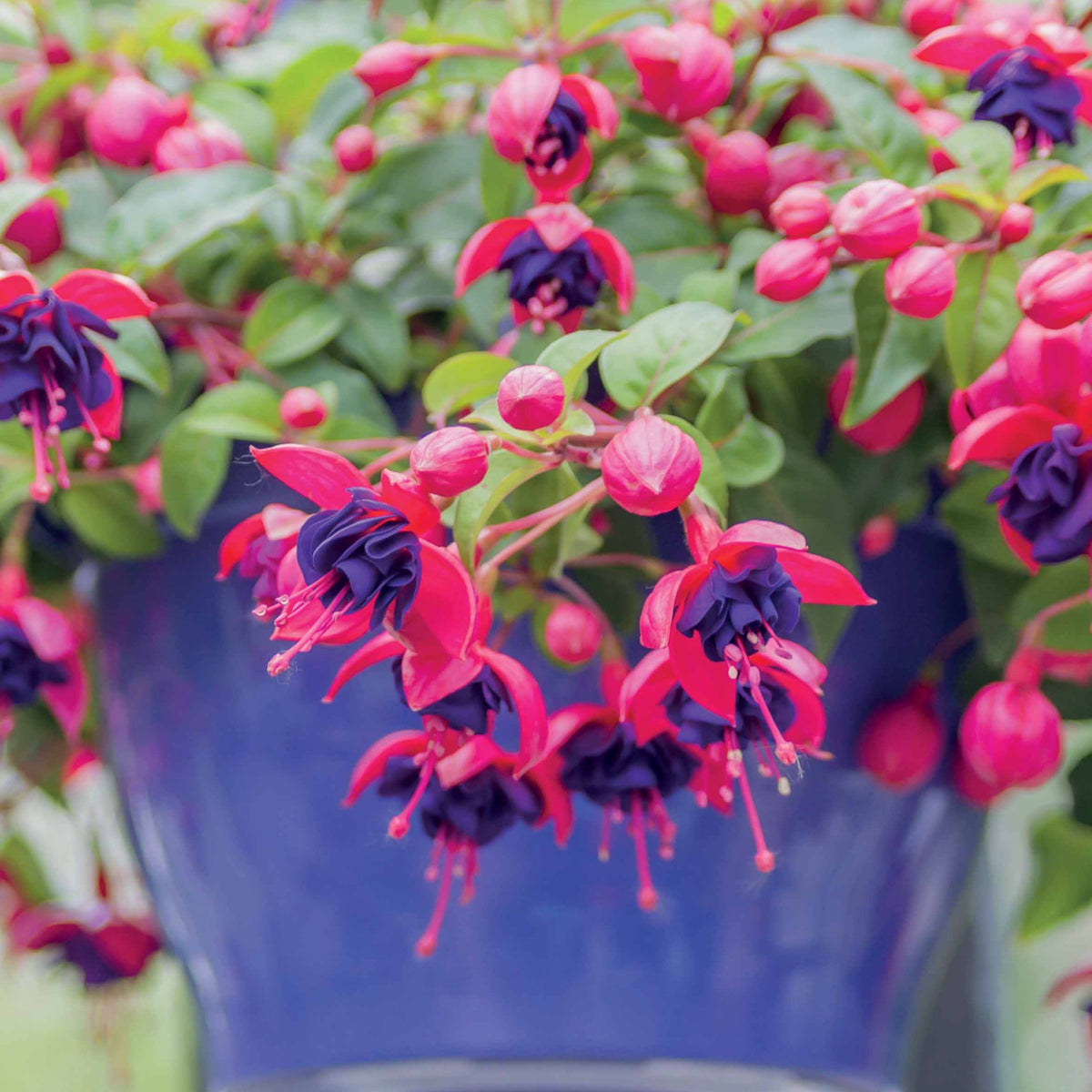 3 Fuchsias retombants Dark Eyes - Fuchsia dark eyes - Bakker