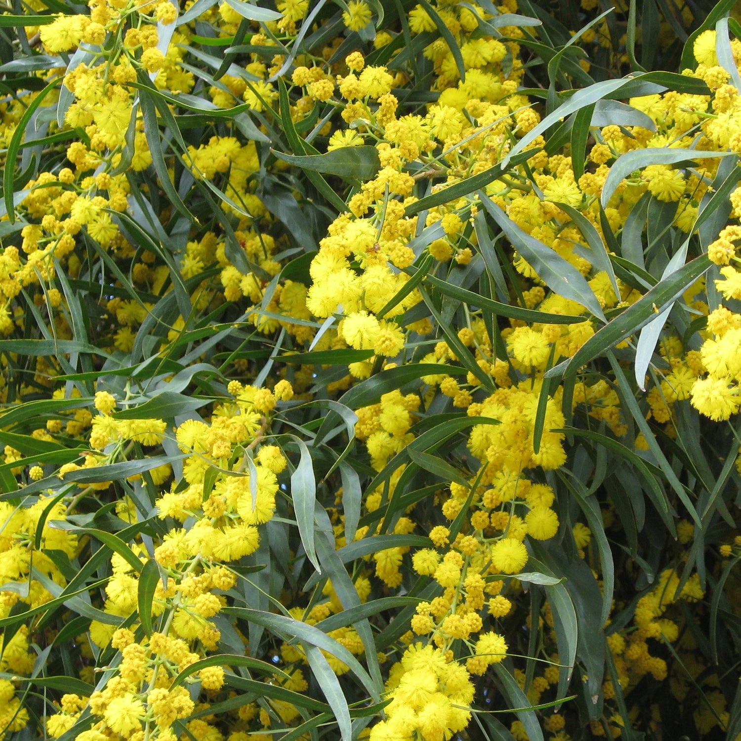 Acacias