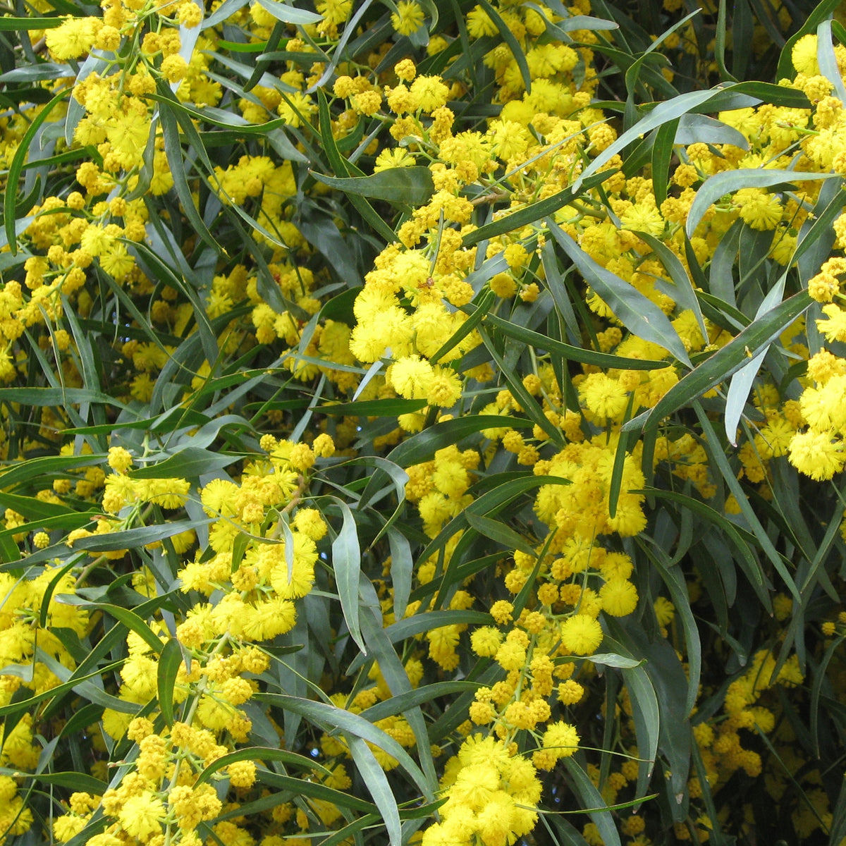 Mimosa des 4 saisons - Bakker