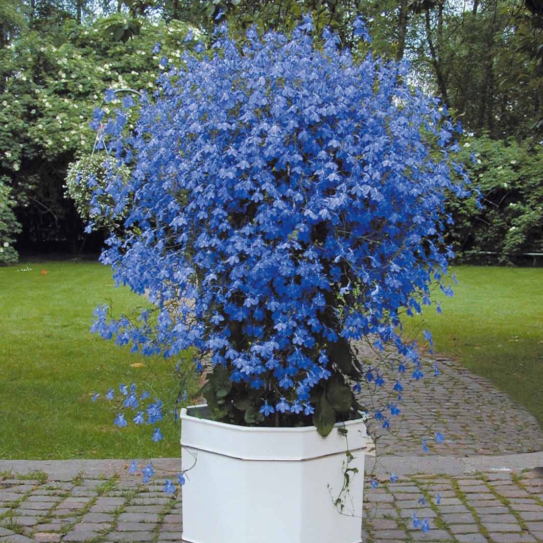 3 Lobelias Azuro - Lobelia erinus Azuro - Bakker