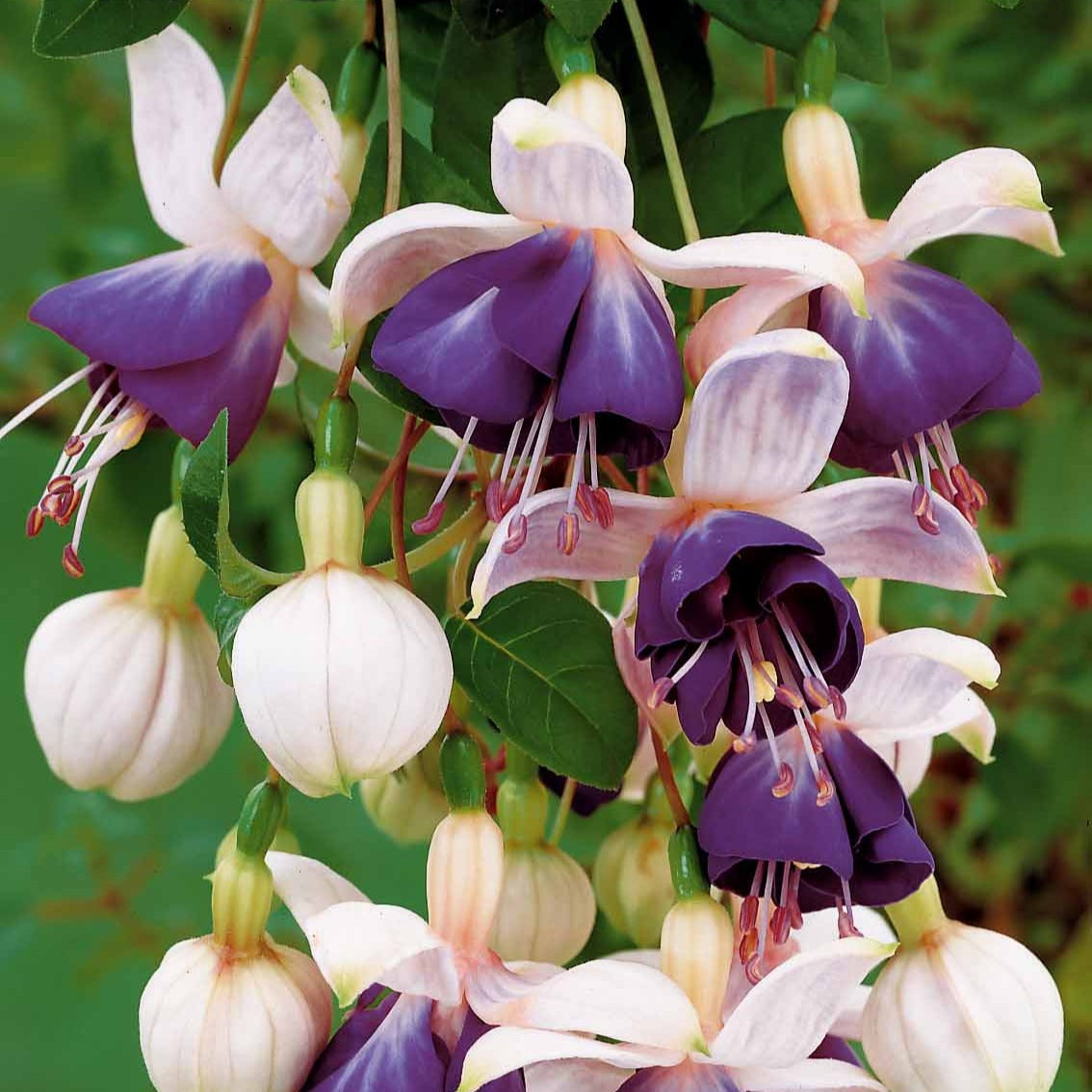 Vente 6 Fuchsias retombants en mélange