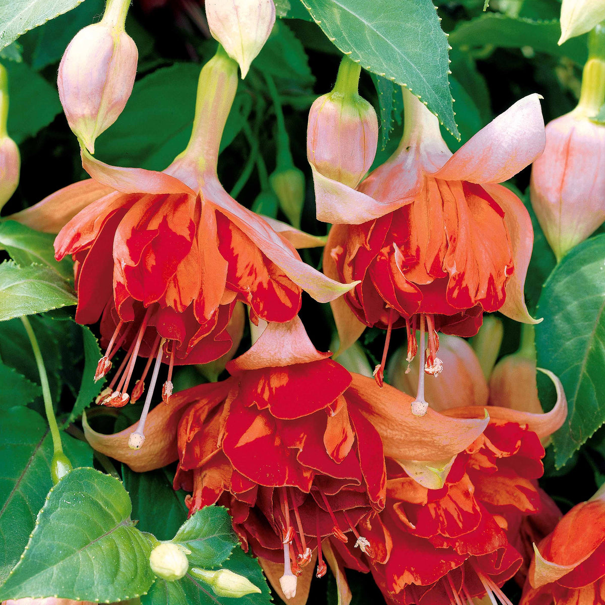 3 Fuchsias retombants Bicentennial - Fuchsia bicentennial - Bakker