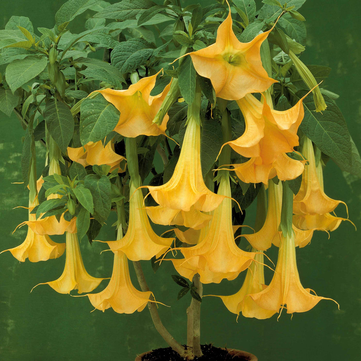 Brugmansia jaune - Brugmansia - Bakker