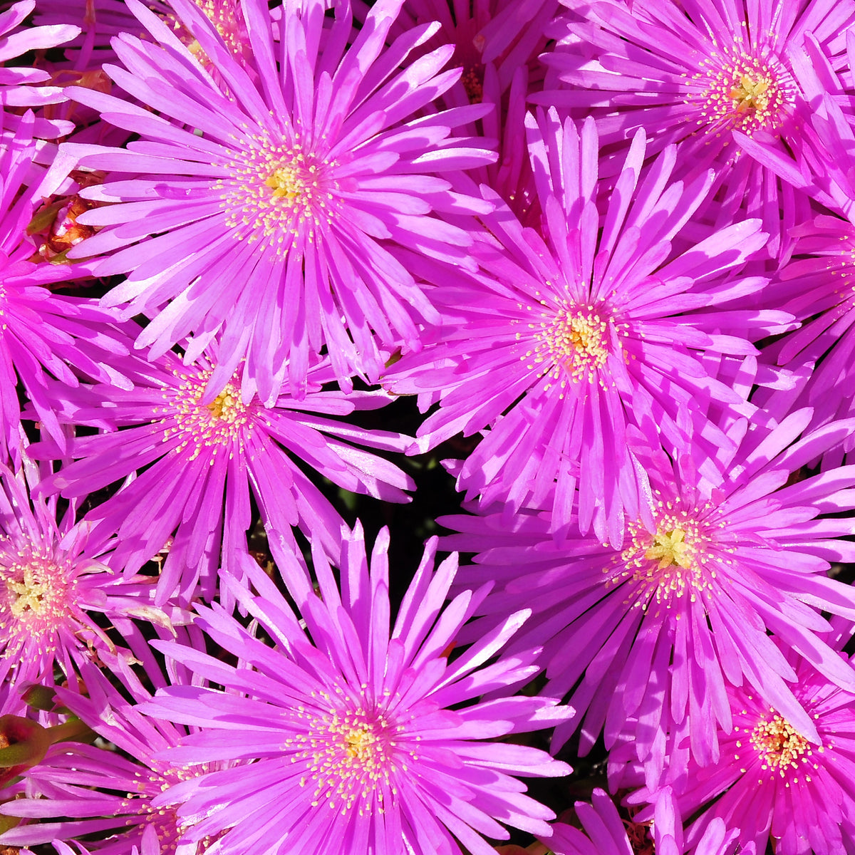 Ficoïde violette - Lampranthus aurantiacus - Bakker