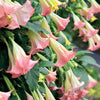 Brugmansia Exotic Pink - Bakker.com | France