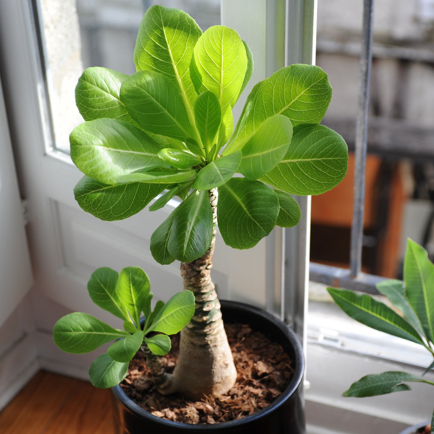Brighamia - Plante hawaïenne