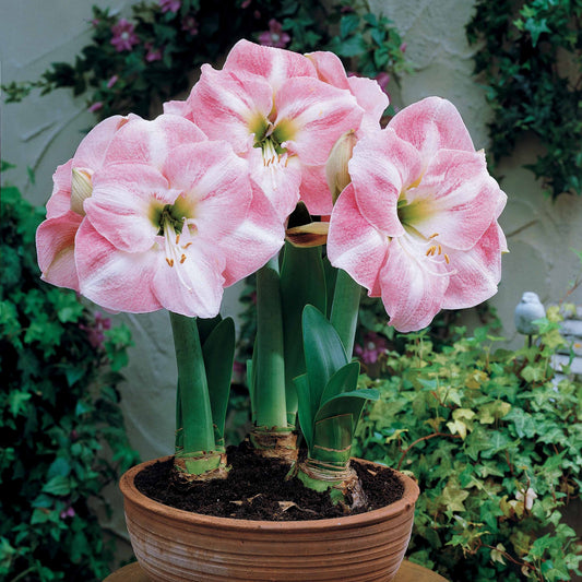 Amaryllis naine Angélique - Bakker