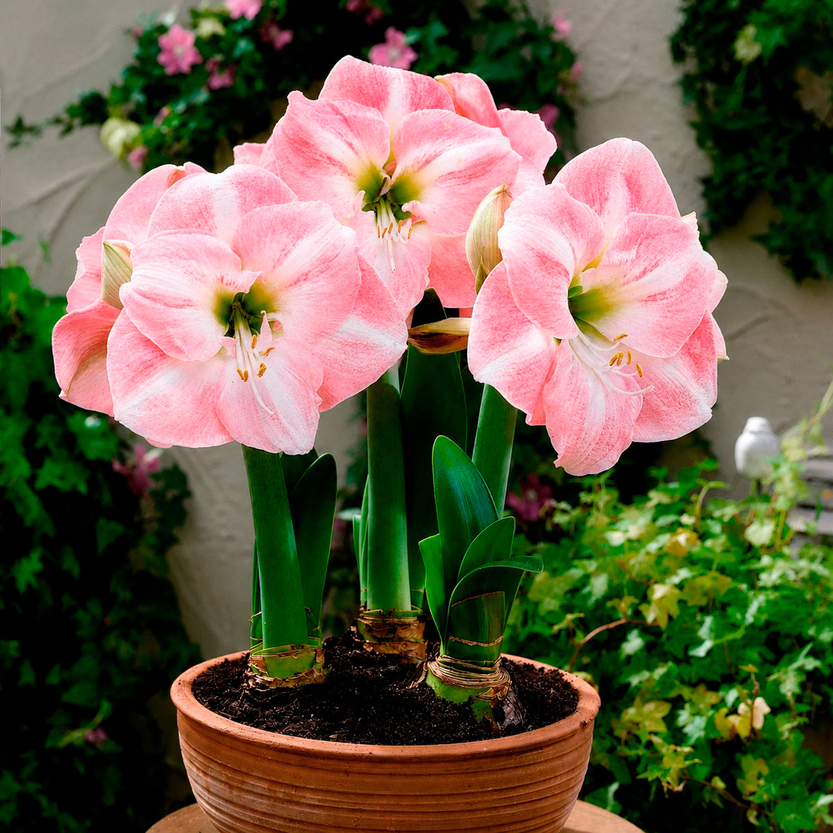 Amaryllis naine Angélique - Amaryllis angelique - Bakker