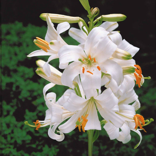 Bakker - 2 Lis de la Madone - Lilium candidum - Bulbes à fleurs
