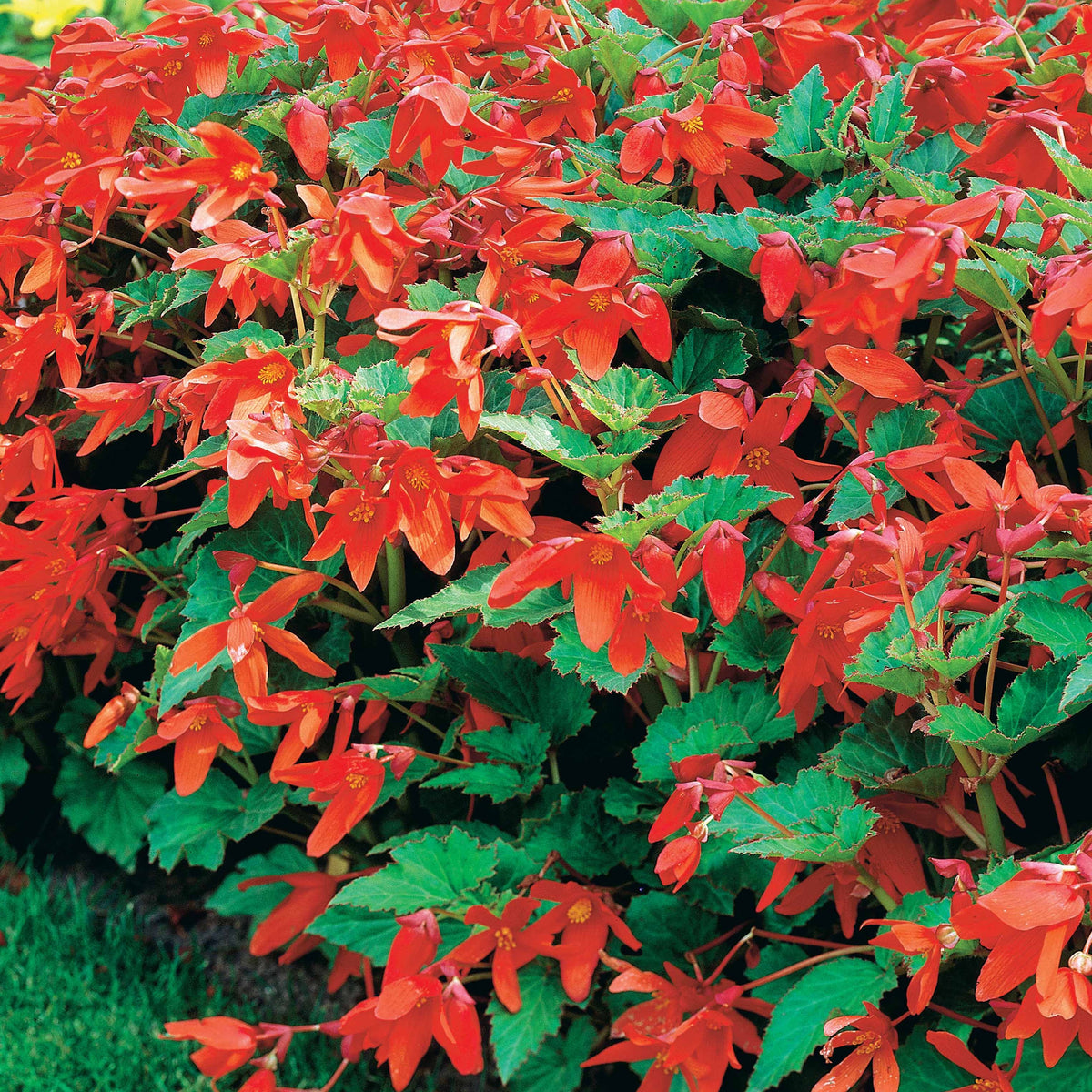 2 Bégonias Tanaïs - Begonia bertinii tanaïs - Bakker