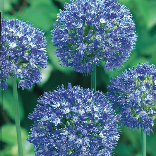Bakker - 20 Alliums bleus - Allium azureum - Bulbes de printemps