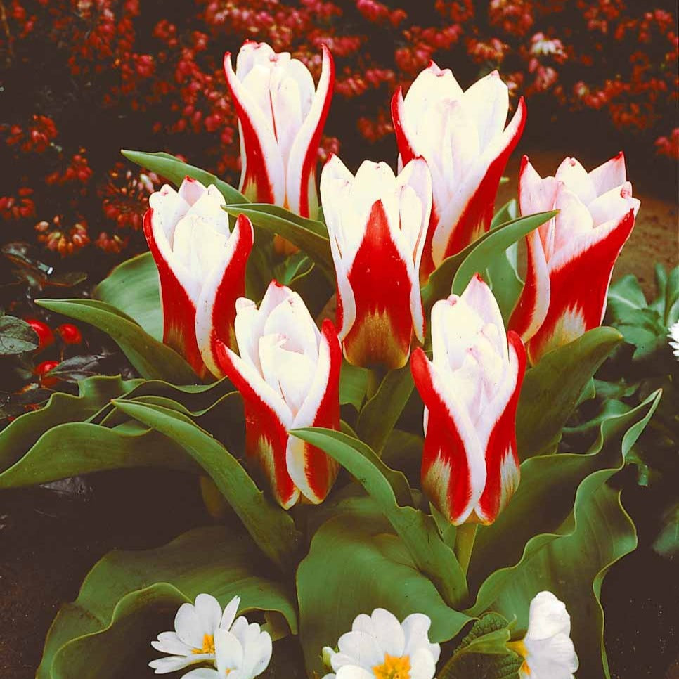 Bakker - 10 Tulipes botaniques Ancilla - Tulipa kaufmanniana ancilla - Bulbes à fleurs