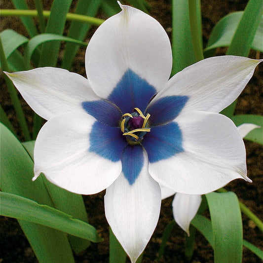 4 Tulipes 'Coeur Bleu' - Bakker.com | France
