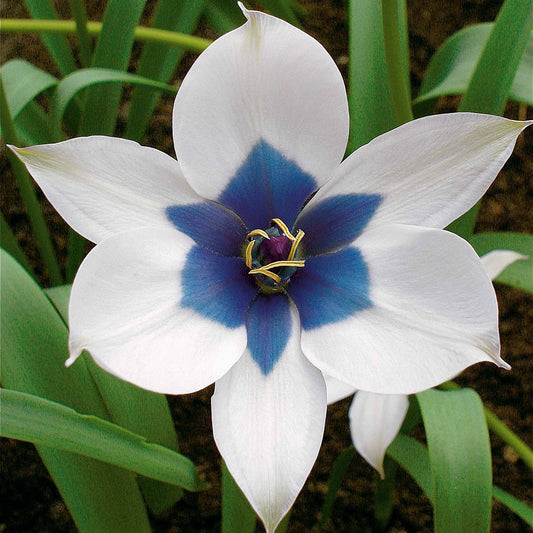 4 Tulipes Coeur Bleu - Bakker