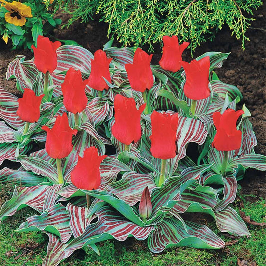 Bakker - 10 Tulipes Chaperon Rouge - Tulipa greigii chaperon rouge - Bulbes de printemps