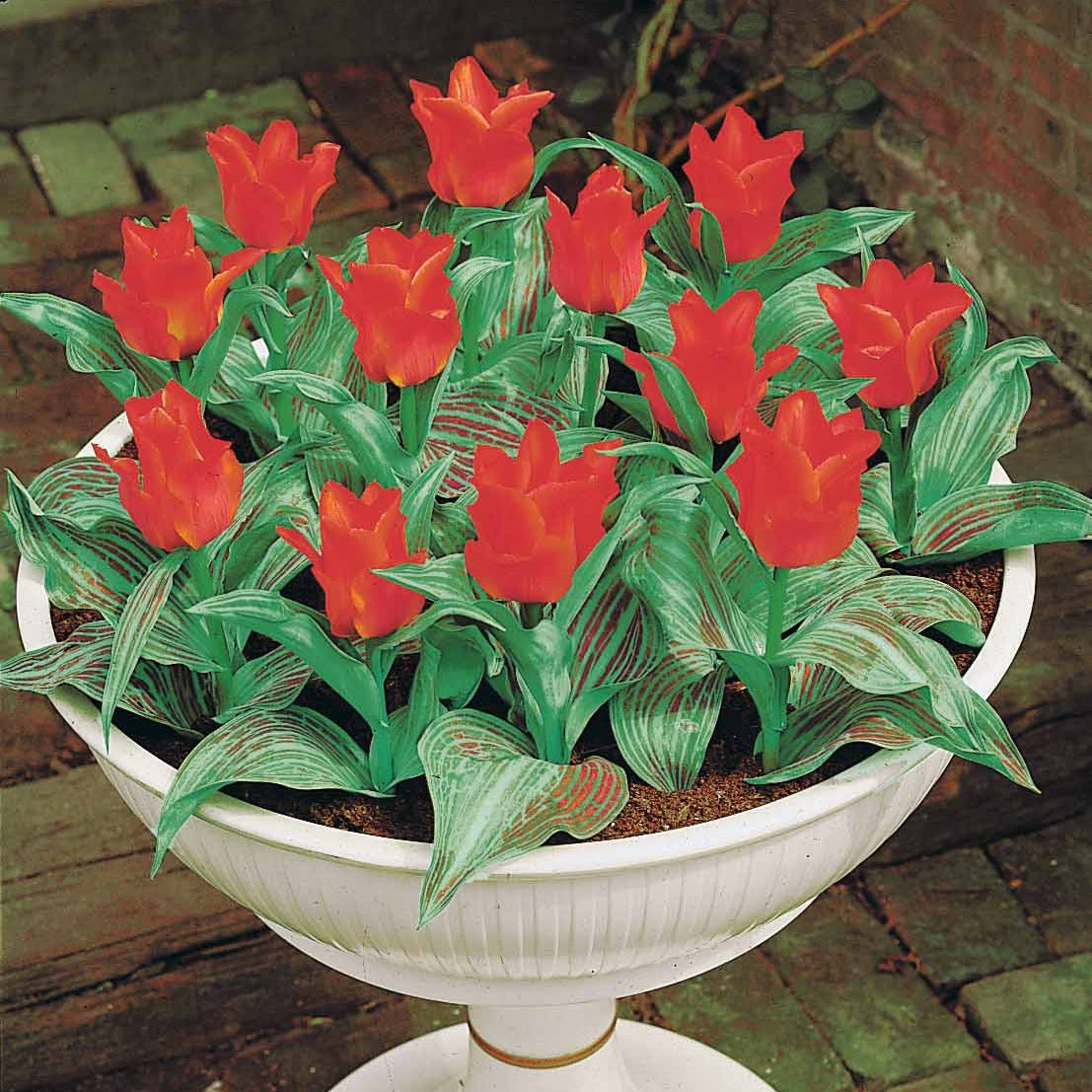 Bakker - 10 Tulipes Chaperon Rouge - Tulipa greigii chaperon rouge - Tulipes