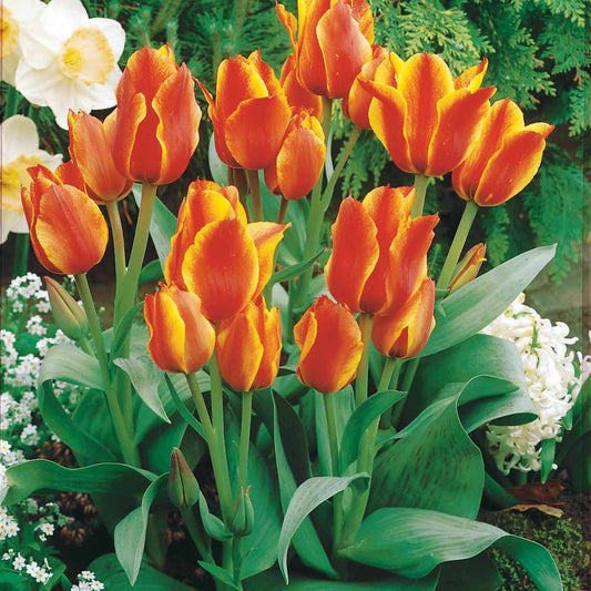 Bakker - 10 Tulipes botaniques Winnipeg - Tulipa botanique Winnipeg - Bulbes à fleurs