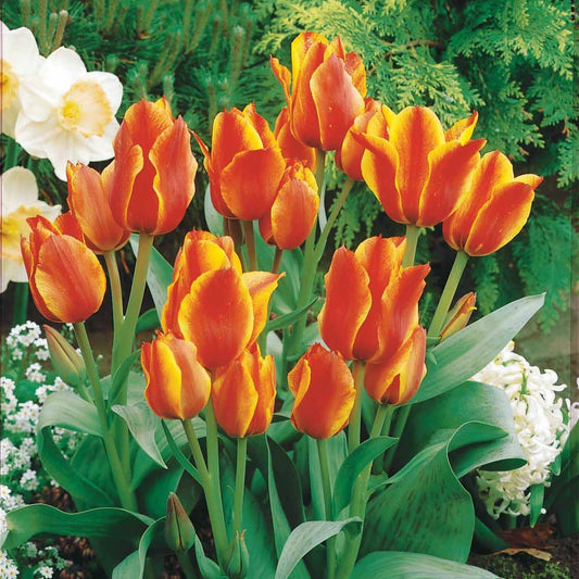 10 Tulipes botaniques Winnipeg - Bakker
