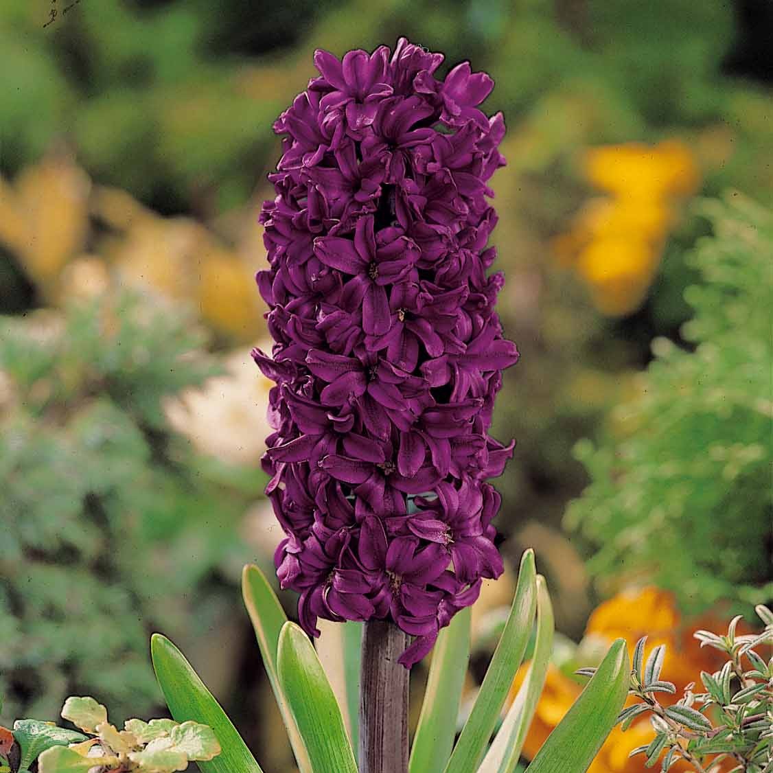 Bakker - 6 Jacinthes Woodstock pourpre - Hyacinthus orientalis woodstock - Bulbes à fleurs