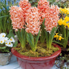 Bakker - 6 Jacinthes Gipsy Queen orange - Hyacinthus orientalis gipsy queen - Bulbes de printemps