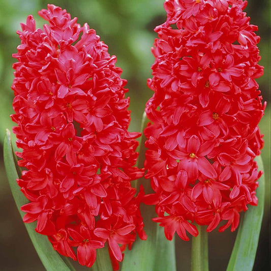 6 Jacinthes Jan Bos rouge - Bakker