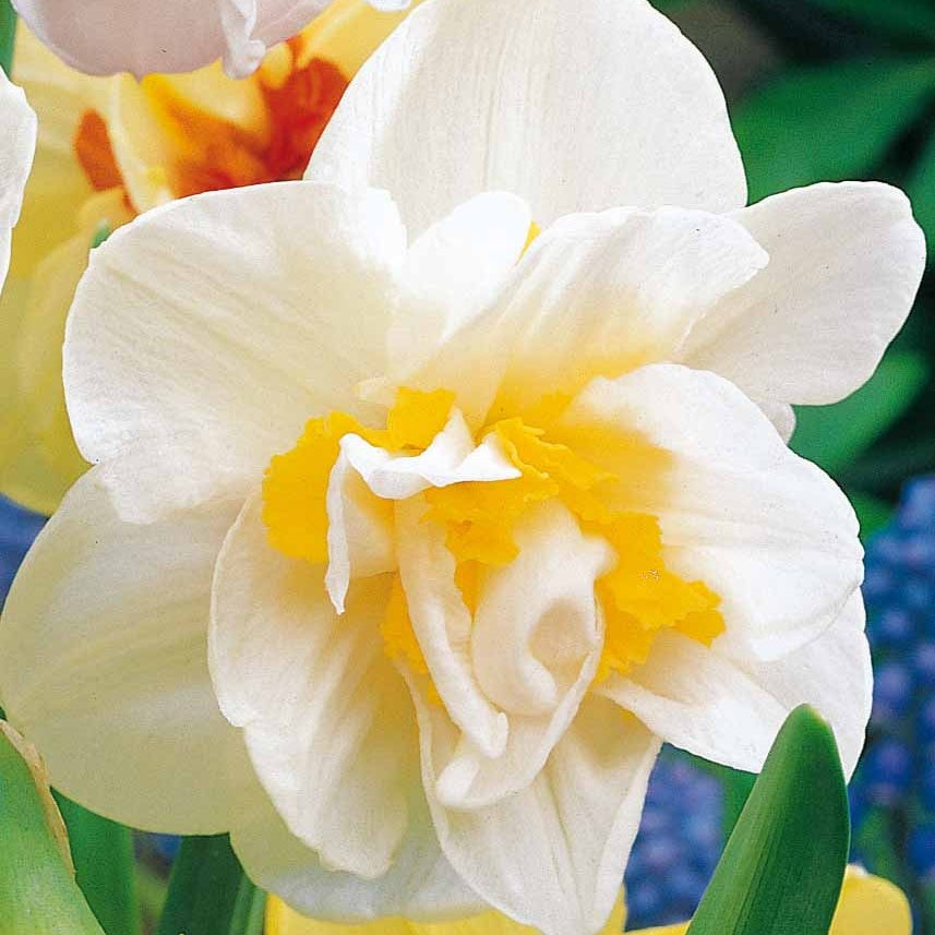 10 Narcisses à fleurs doubles White Lion - Bakker