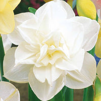 Bakker - 10 Narcisses à fleurs doubles Obdam - Narcissus obdam - Bulbes à fleurs