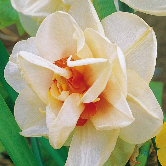 10 Narcisses à fleurs doubles Acropolis - Bakker