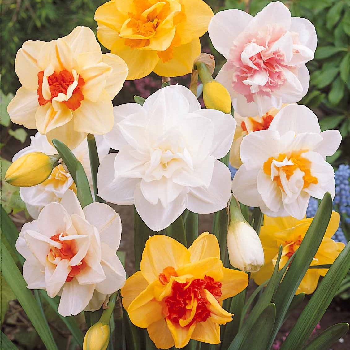 Narcisse à fleurs doubles Tahiti - Narcissus tahiti - Bulbes à fleurs