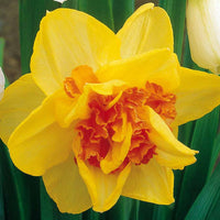 Narcisse à fleurs doubles Tahiti - Narcissus tahiti - Narcisses