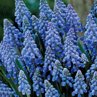 Bakker - 10 Muscaris bleus - Muscari armeniacum - Bulbes à fleurs