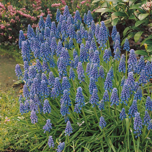 10 Muscaris bleus - Bakker