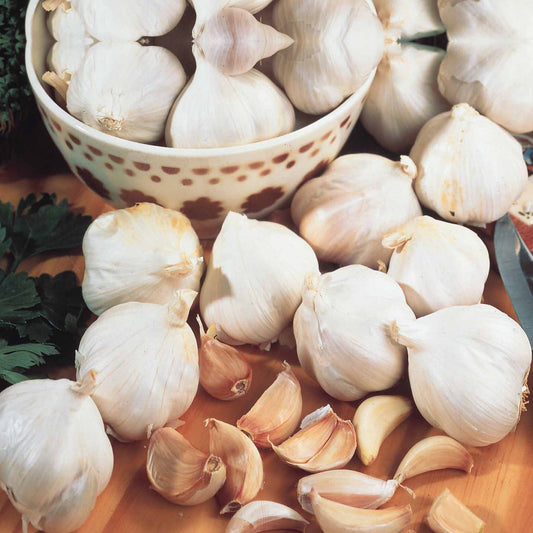 Ail rose Gayant - Bakker