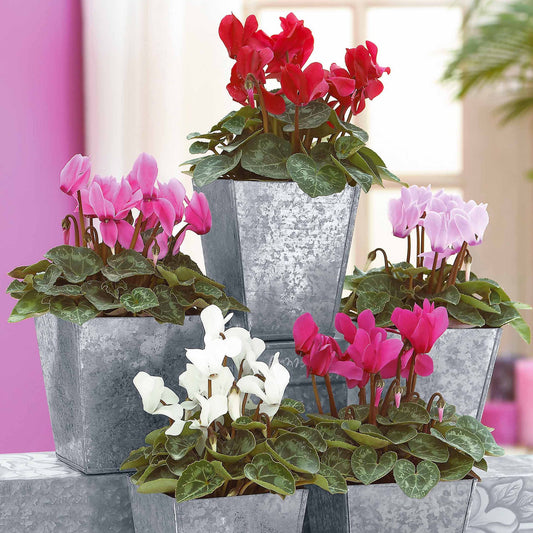 3 Mini-cyclamens Super série - Bakker