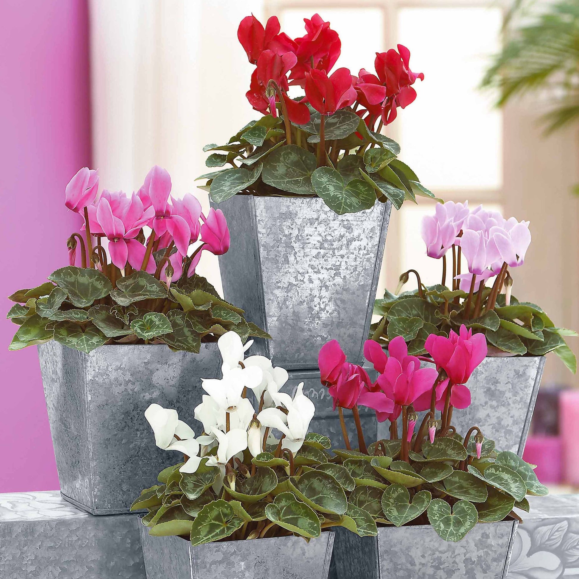 Bakker - 3 Mini-cyclamens Super série - Cyclamen super série