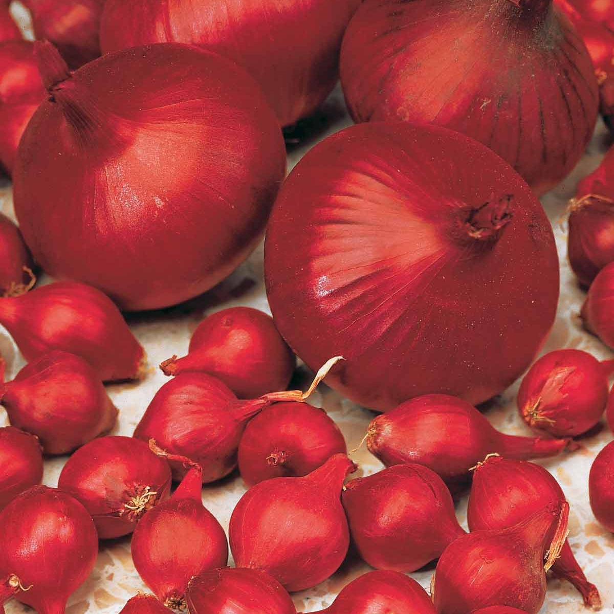 Vente Oignon Rouge foncé de Brunswick
