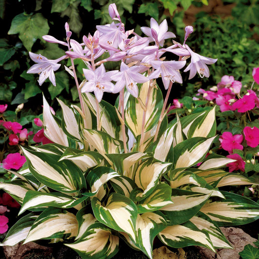 Hosta Feu et glace - Bakker
