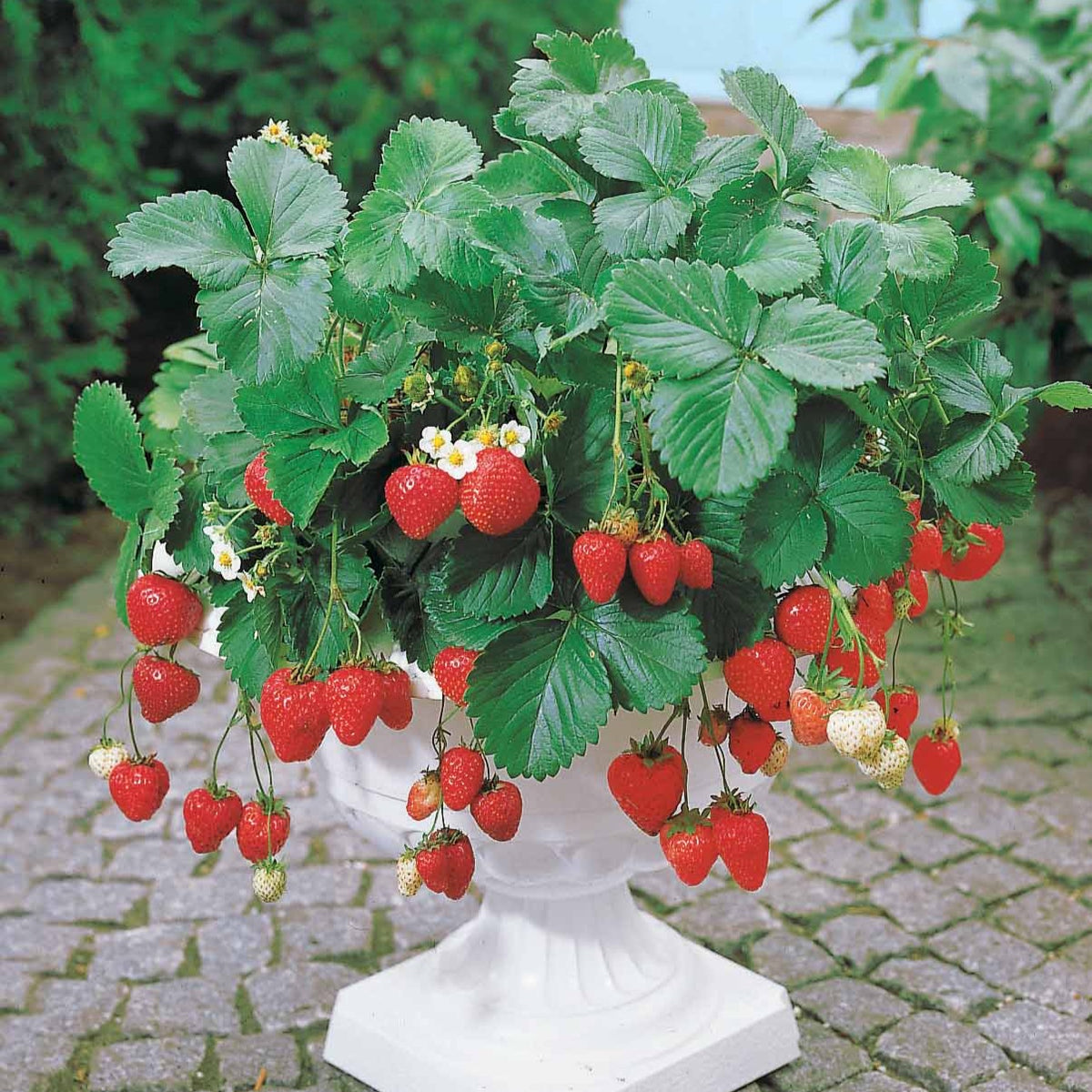 5 Fraisiers remontants Maestro ® COV 89.98.1 - Bakker