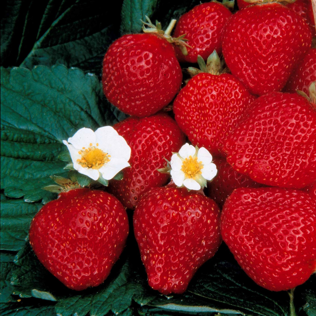 Fragaria maestro ® cov 89.98.1 - 5 Fraisiers remontants Maestro ® COV 89.98.1 - Fraisiers