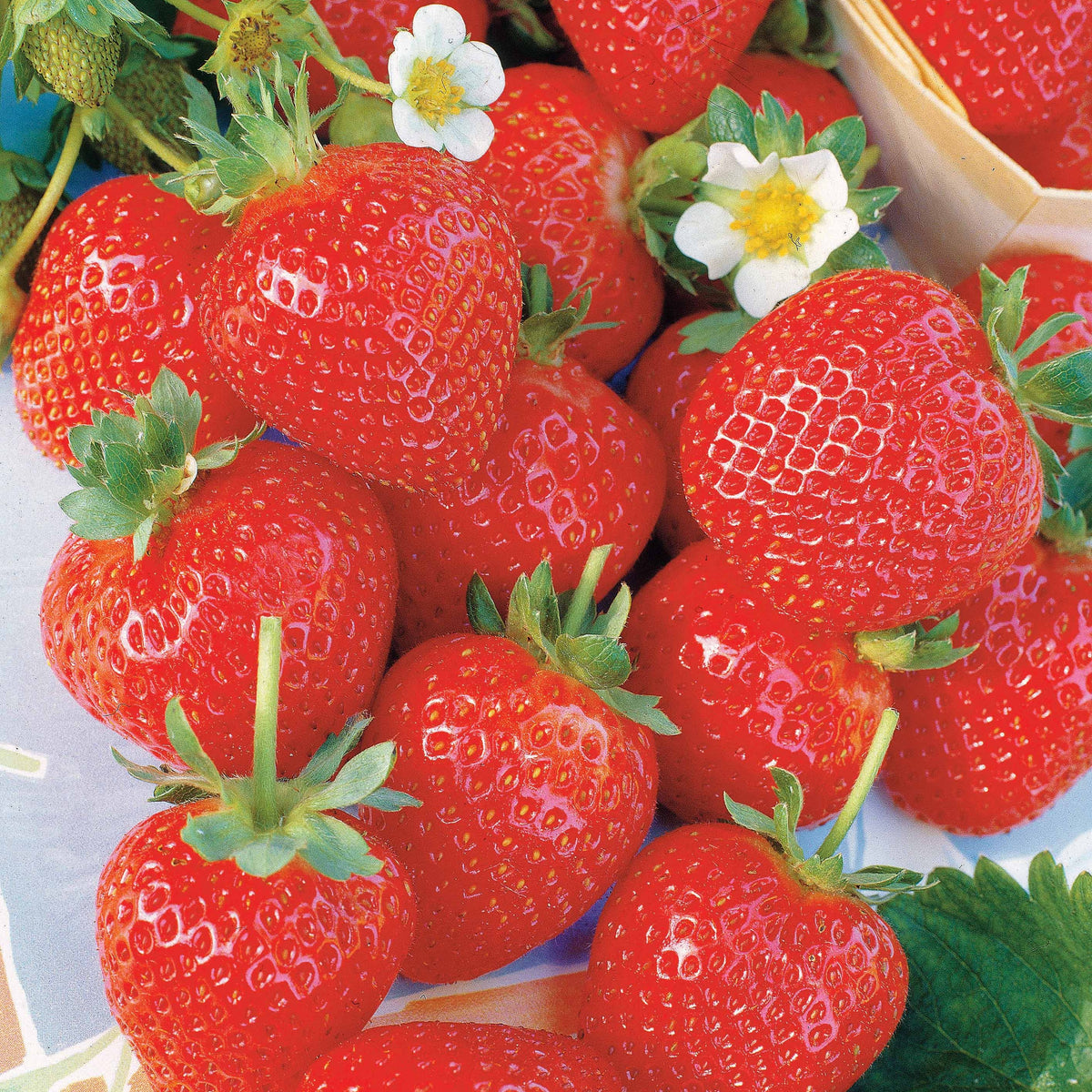 20 Fraisiers remontants La Savoureuse de Willemse ® - Bakker